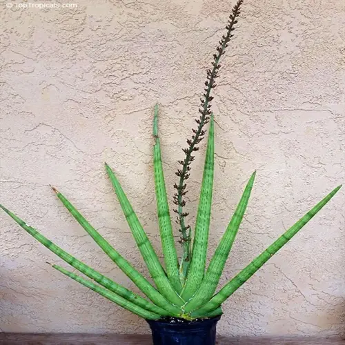 snake plant indoor with tall green striped leaves and flowering stalk in blue pot against beige wall