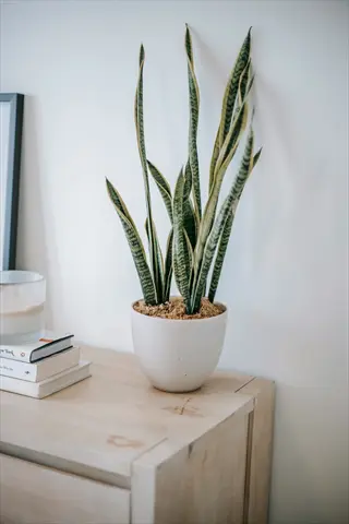snake plant living room: tall snake plant in white pot with exposed soil on light wood table, surrounded by stacked books, a candle, and framed picture in a harmonious living room setting
