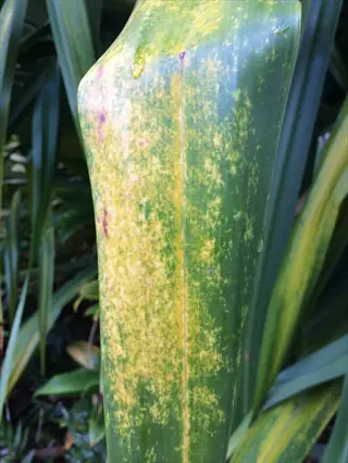 snake plant mealybugs: close-up of a leaf with yellow mottling and irregular spots, showing potential pest damage symptoms on green foliage