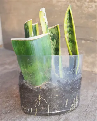 snake plant propagation cuttings in transparent container with soil, showcasing easy propagation options