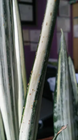 snake plant scale insects: close-up of variegated snake plant leaves with brown, raised scale insect casings clustered along leaf veins in indoor setting