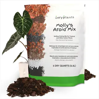snake plant soil gnats prevention: molly's aroid mix potting soil bag with loose organic mix, displayed next to a potted plant, designed for aeration to deter fungus gnats