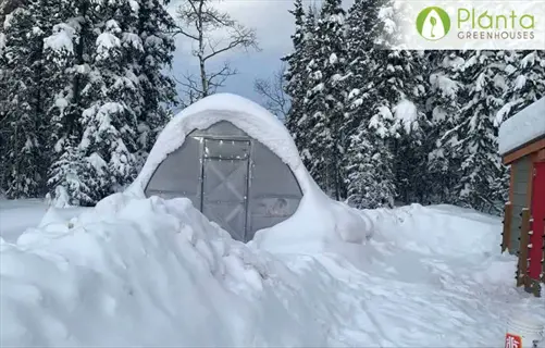 snow-buried greenhouse in snowy forest with 'planta greenhouses' branding, showing greenhouse snow accumulation without visible melting systems