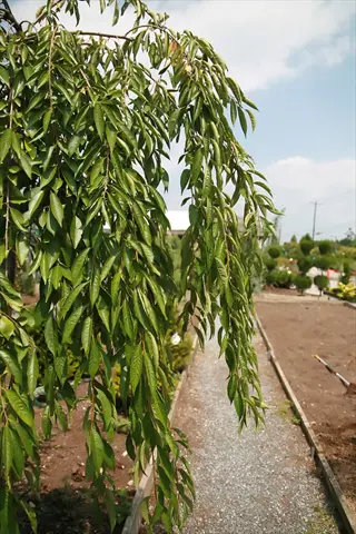 snow fountain cherry tree with long, drooping green branches in a sunny garden nursery