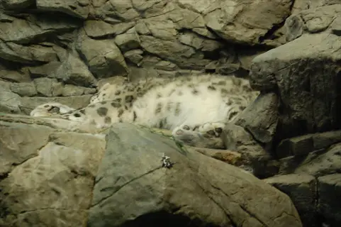 snow leopard camouflage: resting on rocky terrain, its thick fur blends with gray boulders and shadows