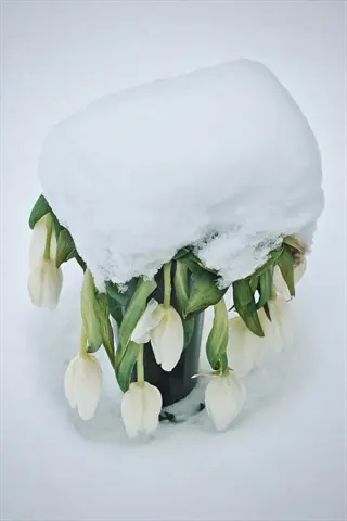 snowdrop flowers in winter: white blooms with green tips emerging from snow-covered container, snowy background