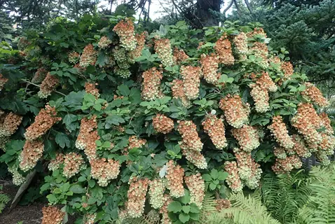 snowflake oakleaf hydrangea showcasing large conical flower clusters in white and brown hues amid lush green foliage