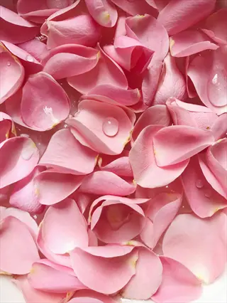 soft pink rose petals with glistening water droplets