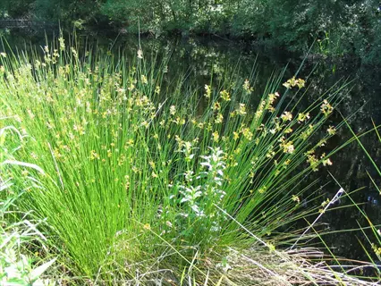 soft rush plants (juncus effusus) with yellow-brown flower clusters growing near dark water, surrounded by lush grasses and wooded wetland