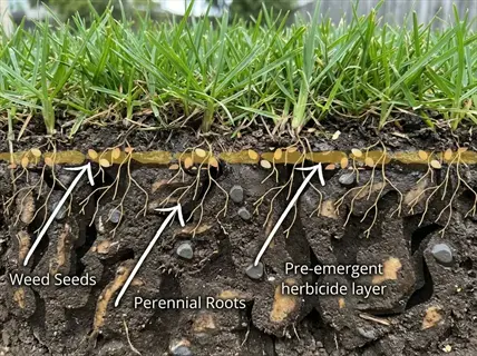 soil cross-section showing planting seeds depth with labeled weed seeds, perennial roots, and pre-emergent herbicide layer under grass