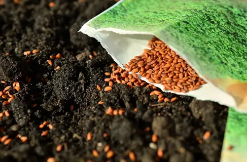 sowing seeds on soil surface: brown seeds spilling from green packet onto dark soil