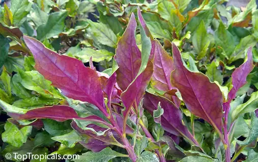 space spinach variety (space hybrid) with vibrant purple-green leaves growing in tropical garden