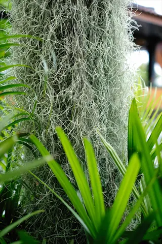 spanish moss hanging from a structure surrounded by lush green palm leaves