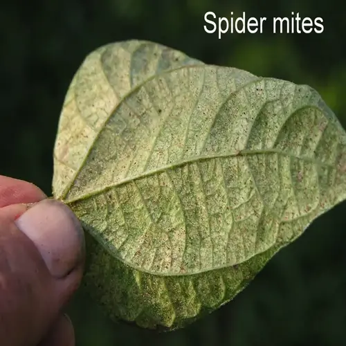 spider mite plant leaf: close-up of a hand holding a leaf heavily infested with spider mites, labeled 'spider mites' in the top-left corner