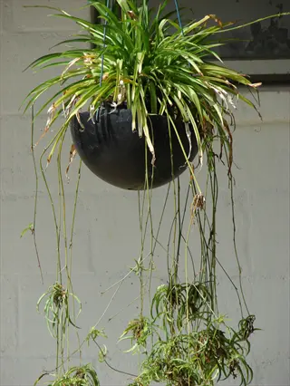 spider plant (chlorophytum comosum) in black hanging basket, showing long green leaves with brown tips and trailing spiderettes against a white wall