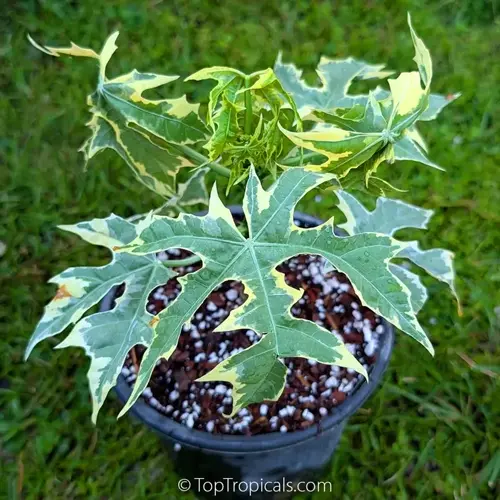 spinach growing in pot: variegated plant with large lobed leaves in black container on grass