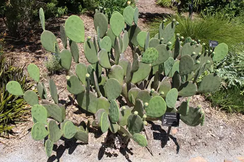 spineless prickly pear garden featuring green cactus pads in a botanical setting with an informational sign