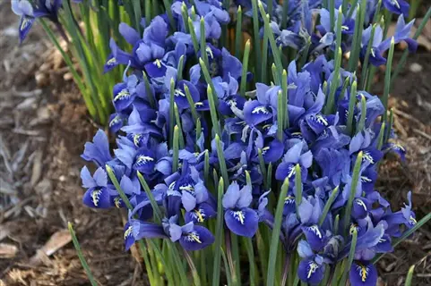 spring-blooming blue reticulata iris flowers with green foliage