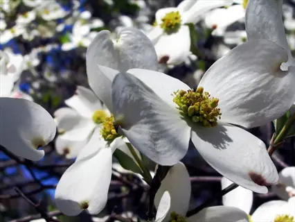 spring dogwood tree flowers featuring white four-petaled blooms with yellow centers against a blurred natural background
