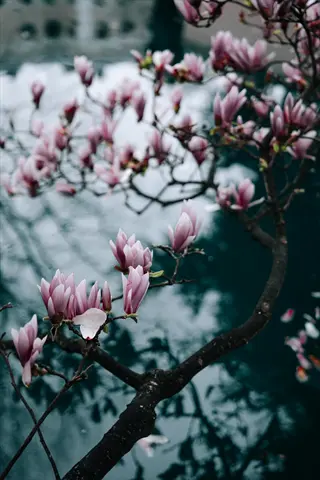 spring magnolia tree blooming with pink-purple flowers on branches against a reflective water background