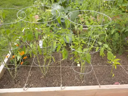 square foot garden tomatoes: raised bed with grid layout featuring tomato plants and companion flowers in designated sections