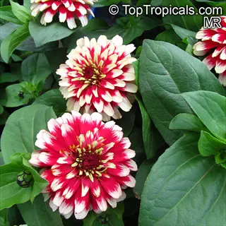 state fair giant zinnia flowers with red and white petals blooming among green leaves