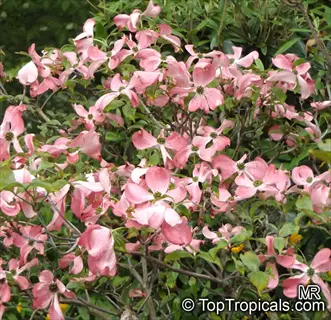 stellar pink hybrid dogwood flowers in full bloom, showcasing vibrant pink petals against lush green foliage