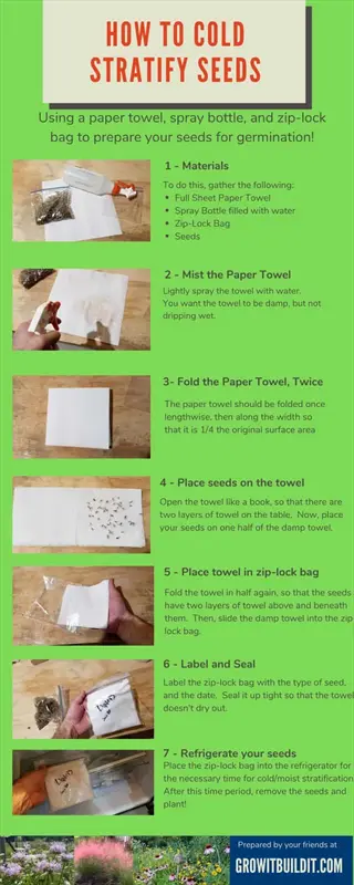 step-by-step guide to cold stratify seeds using paper towel, zip-lock bag, and refrigerator: 7 stages from materials to refrigeration