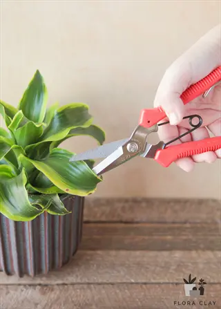 sterilized red gardening scissors in use: hand trimming a potted plant with 'flora clay' branding. part of workspace preparation for healthy plant care