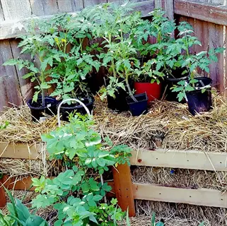 straw bale gardening tomatoes: multiple potted tomato plants growing on a straw bale structure in a garden with wooden fence backdrop