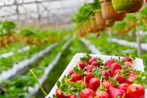 strawberry plant garden: freshly harvested red strawberries in a white tray with june-bearing plants growing in a greenhouse setting