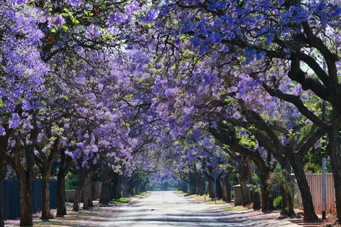 street lined with blooming jacaranda trees, purple flowers creating a vibrant canopy overhead