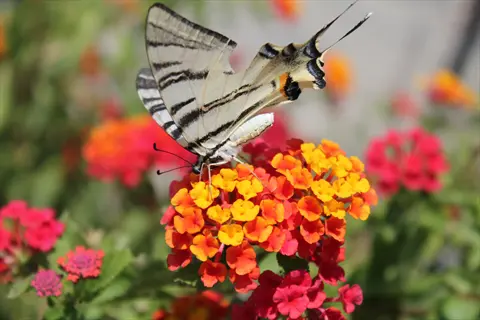 striped butterfly gathering nectar from vibrant orange-yellow lantana flower clusters in a sunny garden