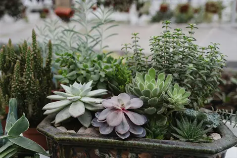 succulent garden terrace display with potted plants and cacti arrangement