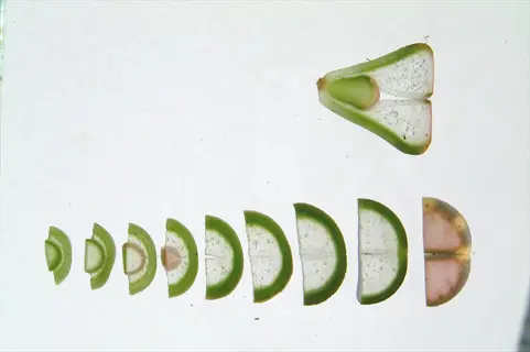 succulent leaf callus formation: sequential progression of sliced leaf cuttings showing healing stages from fresh cuts to developed callusing tissue