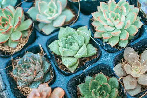 succulent leaves arranged soil tray: diverse echeveria rosettes in dark blue tray with visible roots in soil, showcasing green, red, and purple varieties
