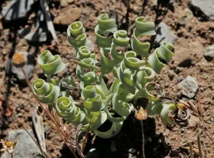 succulent propagation bright indirect: spiral-leaved succulent (albuca sp.) growing in rocky outdoor habitat under natural sunlight conditions