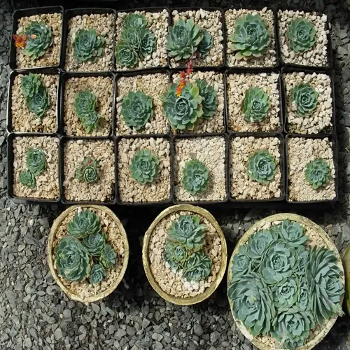 succulent propagation tray with grid of small potted plants alongside three larger round pots on gravel surface