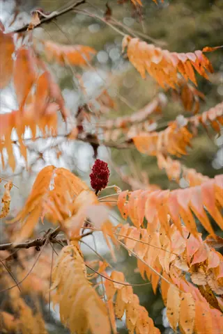 sumac shrub in fall color showcasing vibrant orange-yellow feathery leaves and a red fruit cluster