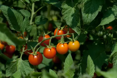 sun gold cherry tomatoes ripening on the vine in a garden, featuring a cluster of orange and yellow fruits surrounded by lush green foliage