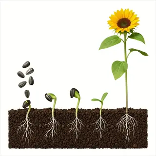 sunflower growth cycle illustrating sowing seeds pattern: seed dispersal, sprouting, root development, and mature bloom stages