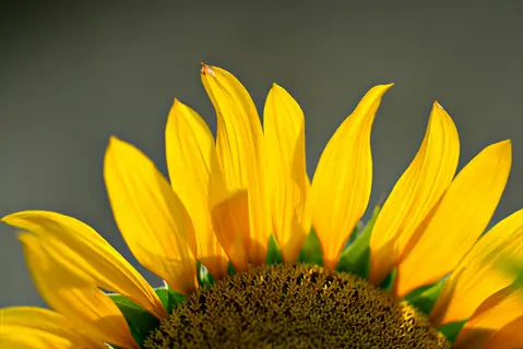 sunflower petals yellow: close-up of vibrant yellow sunflower petals surrounding a detailed central disk florets pattern