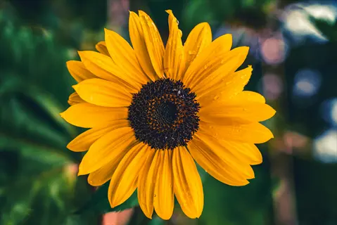 sunflower with bright yellow petals surrounding a dark center, featuring visible dewdrops against a soft-focus green background