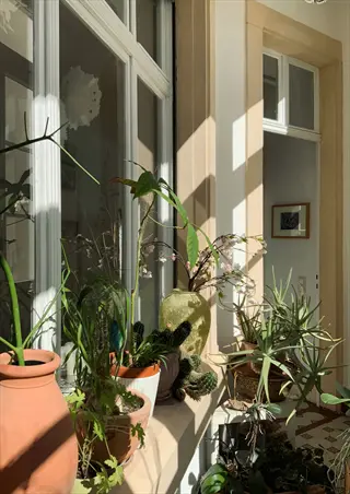 sunlight streaming through window onto diverse houseplants including cacti and flowering plants in a bright indoor room