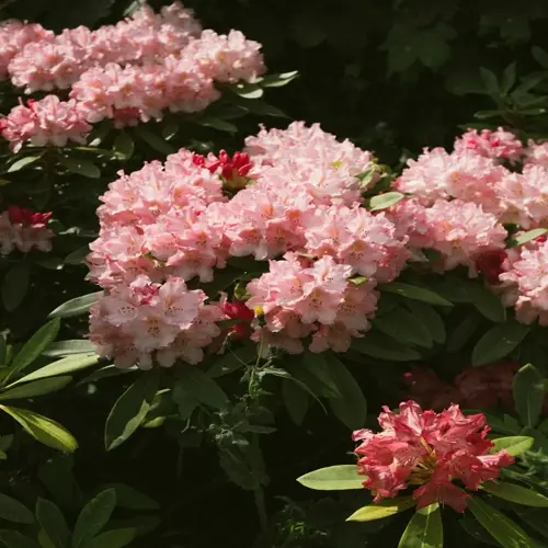 sunlit blooming rhododendron garden with vibrant pink and red floral clusters