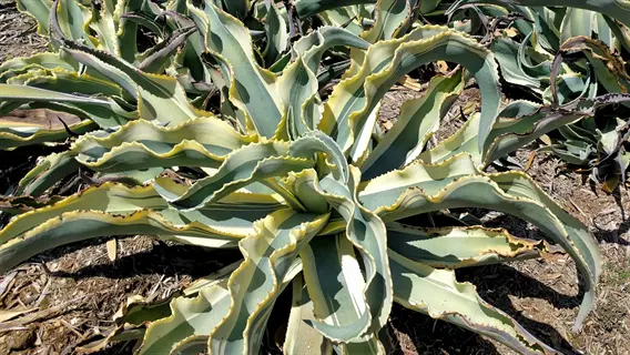 sunlit garden of octopus agave plants with long, wavy variegated leaves