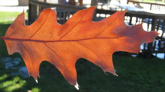 sunlit oak leaf showcasing pinnately netted veins in brownish-red hue, outdoor background