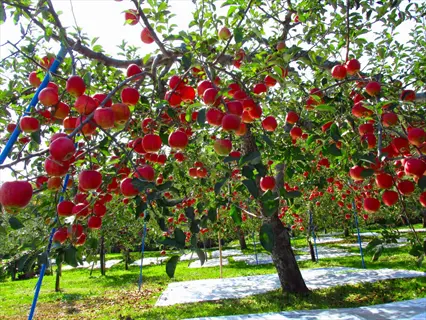 sunlit orchard with fuji apple trees laden with bright red ripe apples and lush green foliage