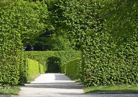 sunlit pathway flanked by dense green hedgerows and privacy screens receding into distance