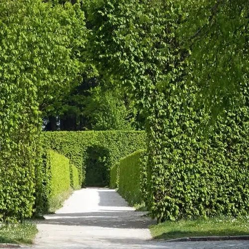 sunlit pathway through symmetrical boxwood hedge garden with archway entrance